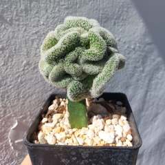 Mammillaria schiedeana giselae crestada (Injerto) - comprar en línea