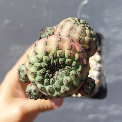 Sulcorebutia rauschii (Injerto)