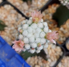 Mammillaria bocasana splendens 'Oruga' (Injertado) - comprar en línea