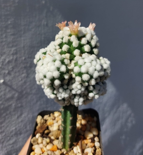 Mammillaria bocasana splendens 'Oruga' (Injertado)