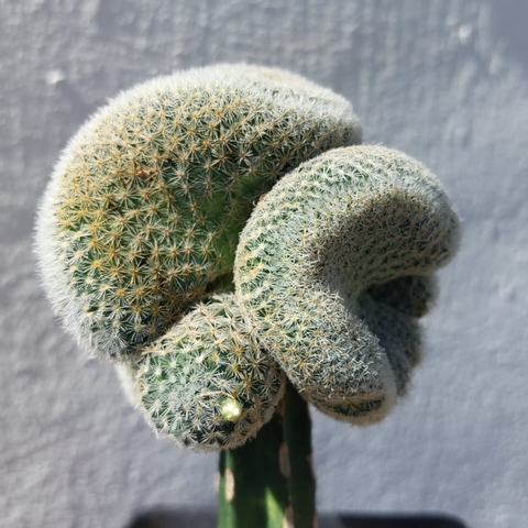 Mammillaria schiedeana giselae crestada (Injerto)