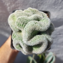 Mammillaria schiedeana giselae crestada (Injerto) - tienda en línea