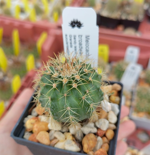 Melocactus broadwayi (Sandy Island, Granada)