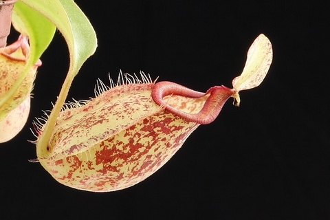 Nepenthes x hookeriana