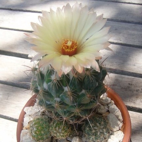 Coryphantha pallida calipanensis