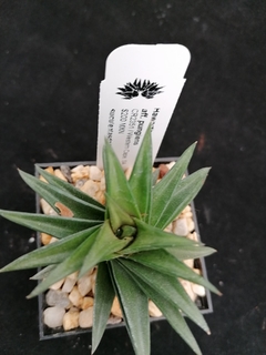 Haworthia pungens vel aff. - comprar en línea