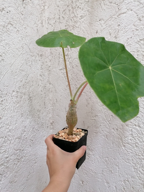 Jatropha podagrica