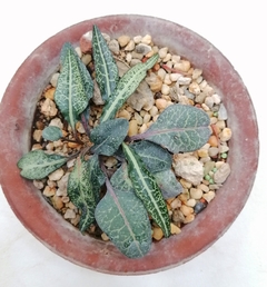 Euphorbia francoisii - comprar en línea