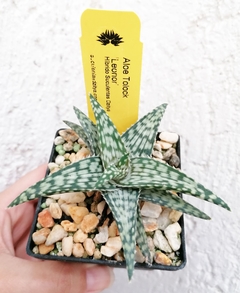 Aloe 'Leonor' - comprar en línea