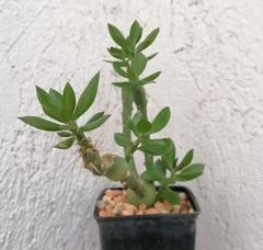 Pereskia lychnidiflora - comprar en línea