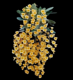 Dendrobium lindleyii (Genotipo de altura) - comprar en línea