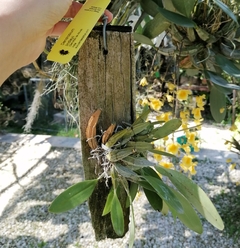 Dendrobium lindleyii (Genotipo de altura) - Suculentas Dzityá