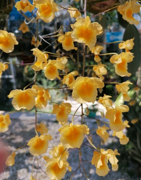 Dendrobium lindleyii (Genotipo de altura)