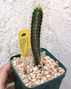 Pilosocereus curtisii - comprar en línea