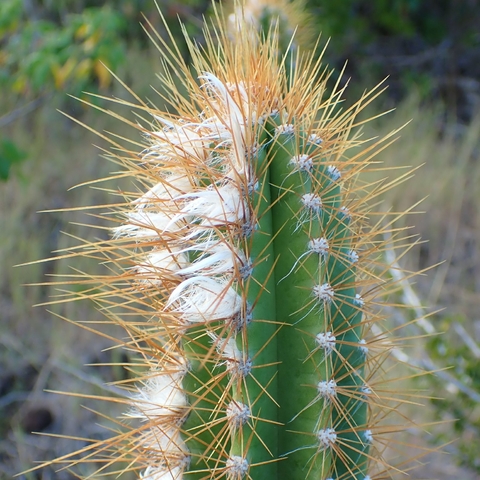 Pilosocereus curtisii