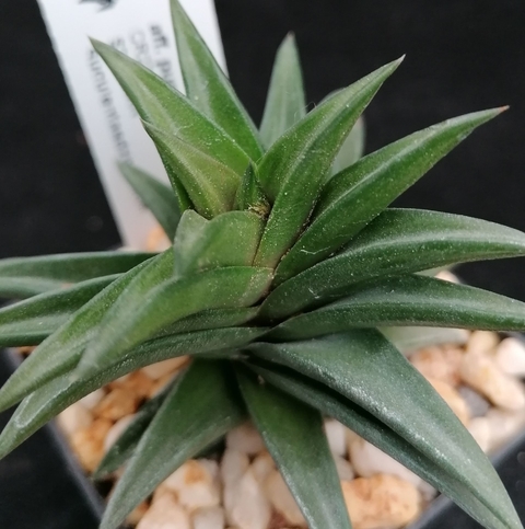 Haworthia pungens vel aff.