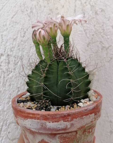 Gymnocalycium 'Isaias' Strain'