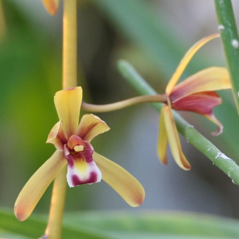 Cymbidium findlaysonianum