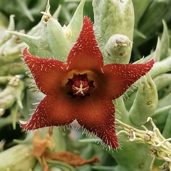 Surtido de Stapelioides en internet