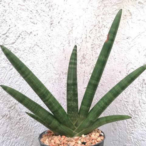 Sansevieria cylindrica patula 'Boncel'