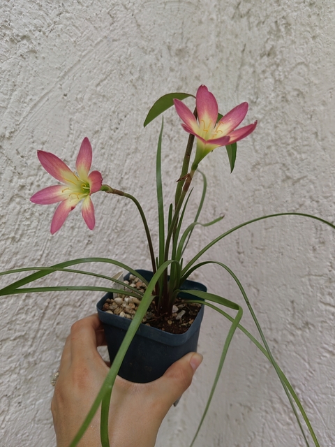 Zephyranthes 'Lipstick'