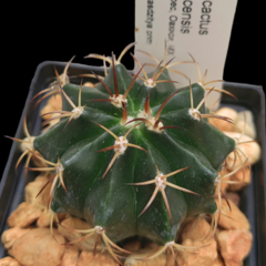 Melocactus oaxacensis
