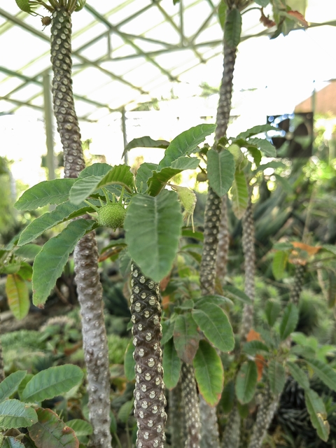 Dorstenia foetida 'The Giant'