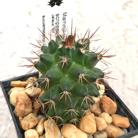 Mammillaria scrippsiana