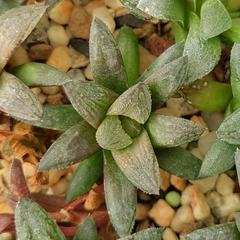 Haworthia 'Sugar Plum'