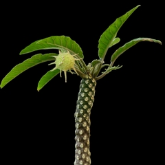 Dorstenia foetida 'The Giant'