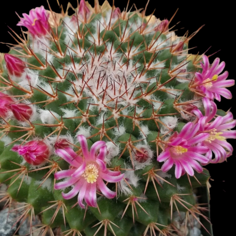 Mammillaria scrippsiana