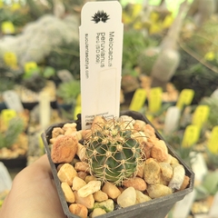 Melocactus peruvianus - comprar en línea