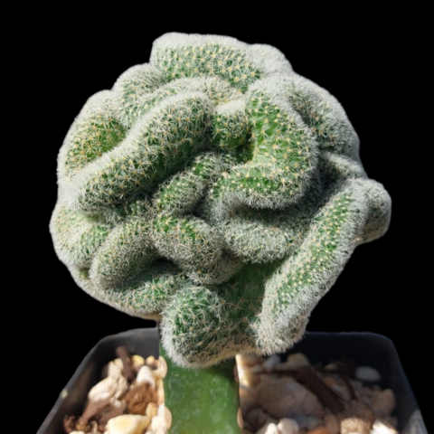 Mammillaria schiedeana giselae crestada (Injerto)