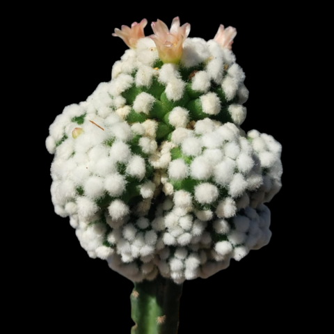 Mammillaria bocasana splendens 'Oruga' (Injertado)