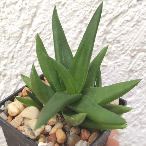 Aloe 'Black Gem'