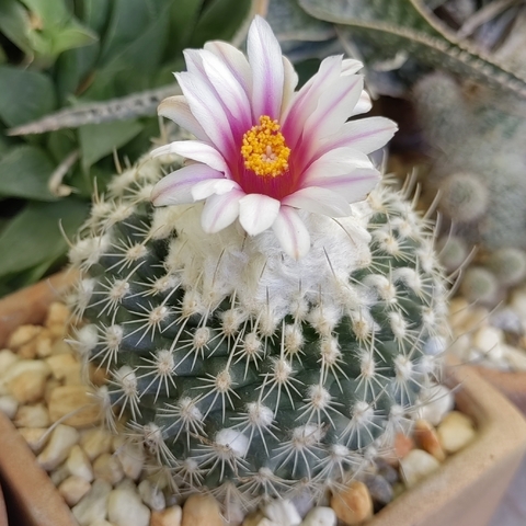 Turbinicarpus saueri ssp. gonzalesii