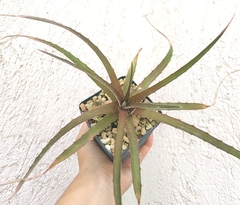 Dyckia aff. fosteriana en internet