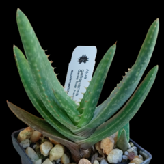 Aloe gariepiensis