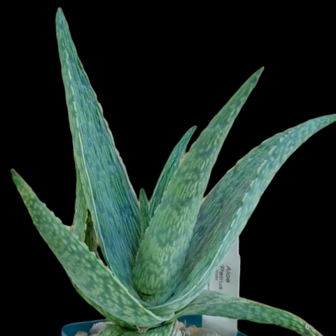 Aloe 'Petrus Green'
