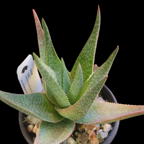 Aloe 'Ikki'