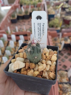 Ferocactus townsendianus - comprar en línea