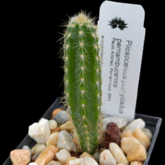 Pilosocereus pachycladus pernambucensis