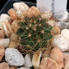 Melocactus levitestatus rubrispinus