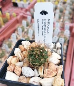 Melocactus levitestatus rubrispinus en internet