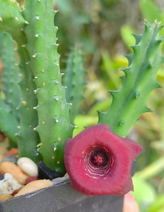 Huernia 'Sauron' - comprar en línea