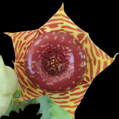 Huernia transvaalensis