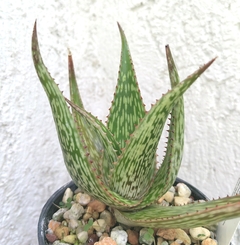 Aloe hemmingii - comprar en línea