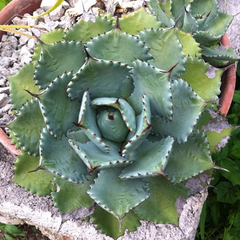 Agave isthmensis