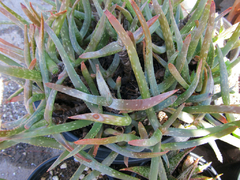 Aloe jacksonii - Suculentas Dzityá