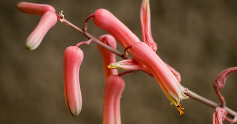 Aloe jucunda 'Clon #2' (Gaan Libah, Somalia)